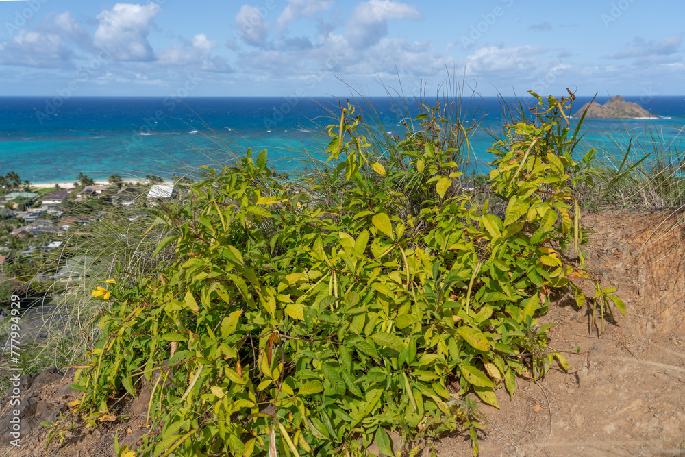 Ka'iwa Ridge (Lanikai Pillbox) Trail, Kailua Oahu Honolulu Hawaii.  Tecoma stans is a species of flowering perennial shrub in the trumpet vine family, Bignoniaceae, yellow trumpetbush, yellow bells, 