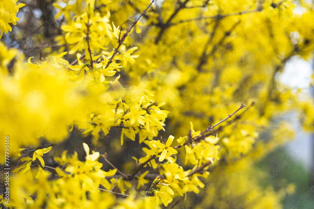 Cherry blossom close-up. Fragrant blossom trees. Spring has come. Cherry blossom close-up. Fragrant blossom trees. Spring has come.