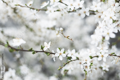 Cherry blossom close-up. Fragrant blossom trees. Spring has come.