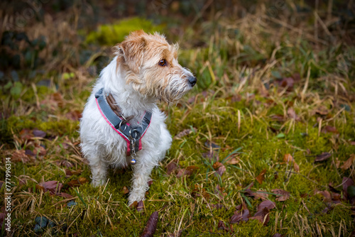 Walk with my jack russel terrier trough the forest an enjoy the nature