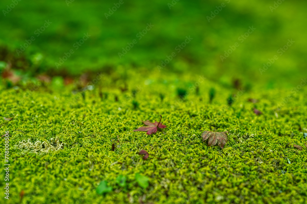 grass grass