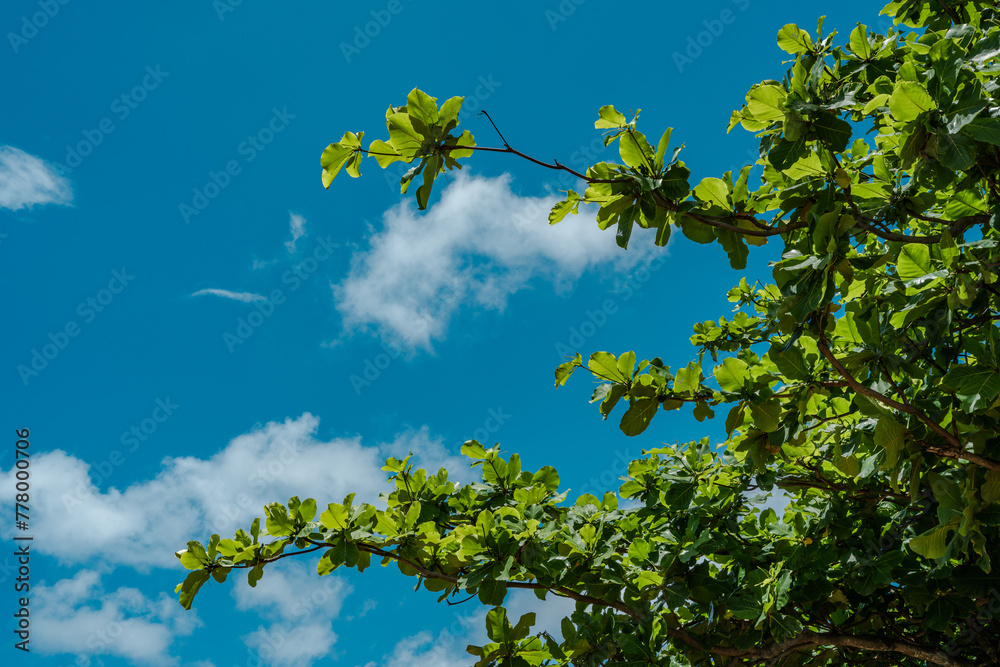 Fototapeta premium Shark’s Cove Oahu Hawaii. Terminalia catappa is a large tropical tree in the leadwood tree family, Combretaceae, country almond, Indian almond, Malabar almond, sea almond, tropical almond,