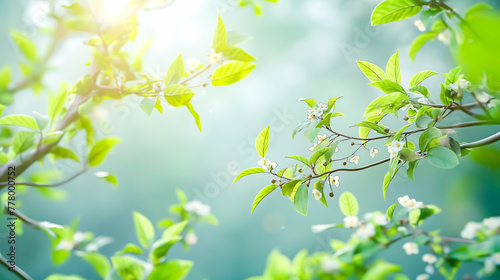 Spring banner, branches of blossoming tree on nature outdoors. space for text