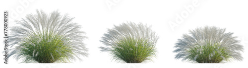 Nassella tenuissima  Argentine Needle-Grass  Fineleaved Nassella  Finestem Needlegrass  Mexican Feather grass  Stipa  single set isolated frontal png perfectly cutout high resolution 