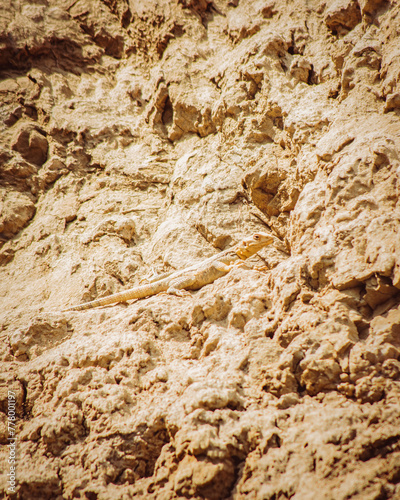 Common lizard hide blends camouflage on rocks in pantishara gorge. VAshlovani national park in Georgia photo