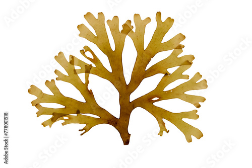 Dictyota dichotoma brown algae frond isolated transparent png. Forkweed or forked ribbon seaweed. © photohampster