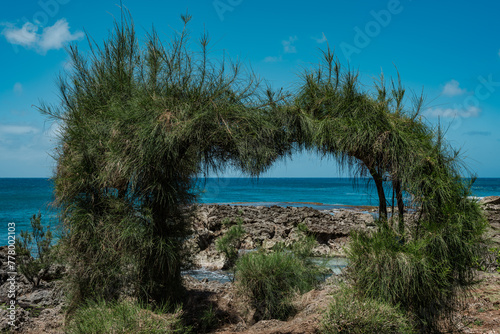 Shark’s Cove Oahu Hawaii. Casuarina equisetifolia, coastal she-oak, horsetail she-oak, ironwood, beach sheoak, beach casuarina or whistling tree photo