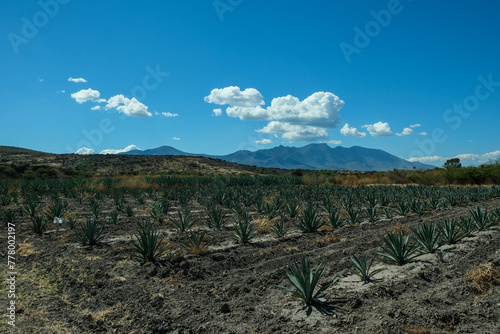 Plantacja Agaty w Meksyku 