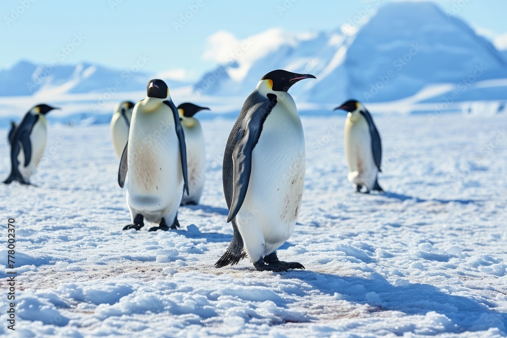 Obraz premium A group of Emperor Penguins in the snow-filled expanse of Antarctica, Penguins walking in the snow A group of king penguins, AI generated