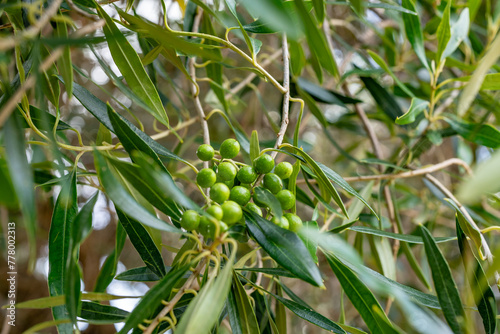 The olive,  Olea europaea, meaning 'European olive', family Oleaceae,Olea europaea 'Montra', dwarf olive, or little olive.  Tantalus Lookout - Puu Ualakaa State Park