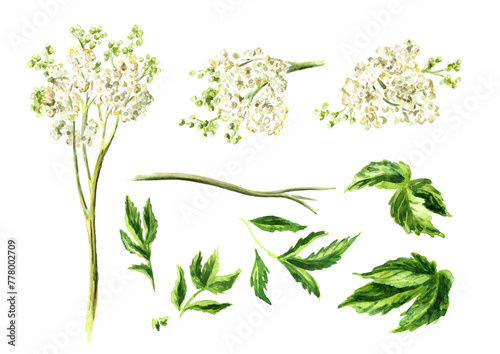 Meadowsweet or Spiraea ulmaria medical herb,  plant set.   Hand drawn watercolor  illustration isolated on white background