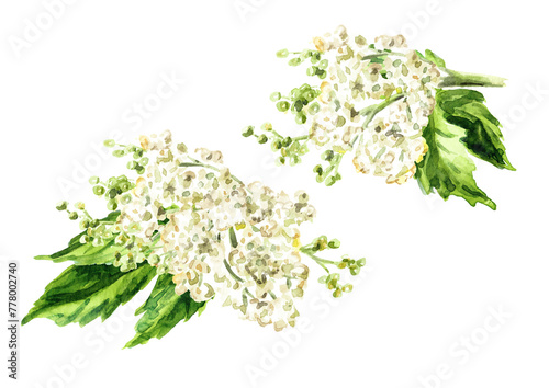 Tableau sur toile Meadowsweet or Spiraea ulmaria medical herb,  plant