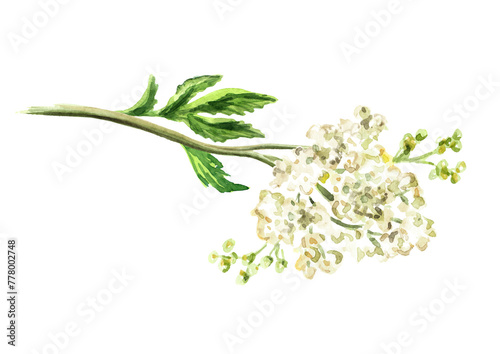 Meadowsweet or Spiraea ulmaria medical herb, plant.   Hand drawn watercolor illustration isolated on white background