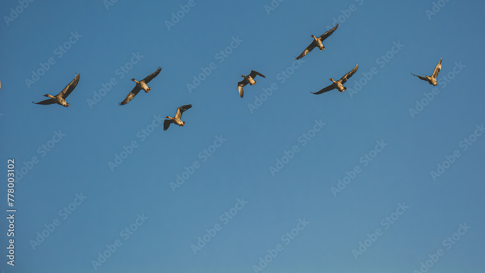 Obraz premium A flock of wild geese flying against the blue sky