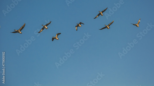 Bild auf Leinwand A flock of wild geese flying against the blue sky