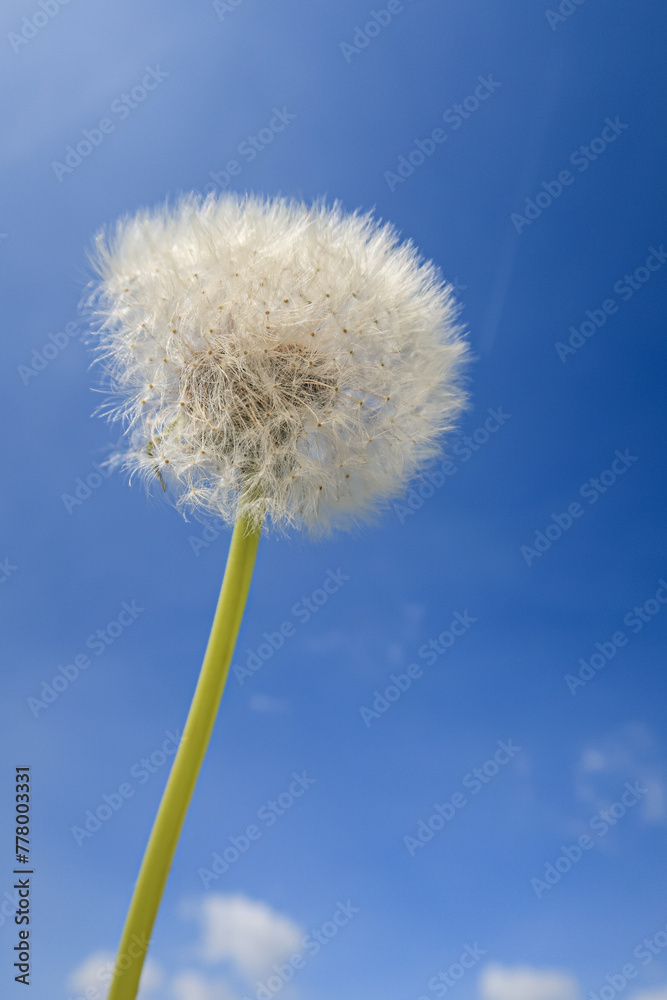 Taraxacum dandelion flower petals color white red