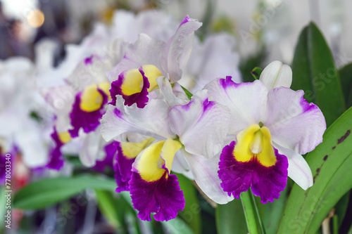 Cattleya Tropical Wedding 'Hawaii', a flowering hybrid orchid plant