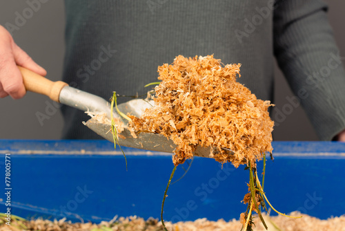 Cleaning the rabbit cage, scatter and straw with rabbit shit and leftover vegetables, taking care of a pet, shovel with waste
 photo