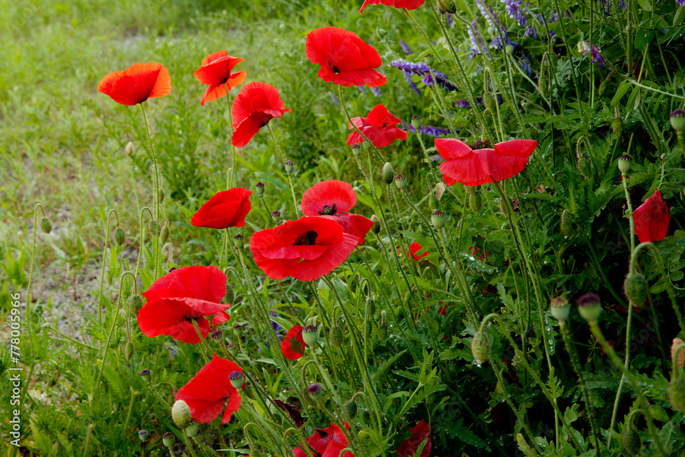 Naklejka premium red poppy flowers