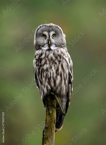 Great grey owl ( Strix nebulosa ) close up