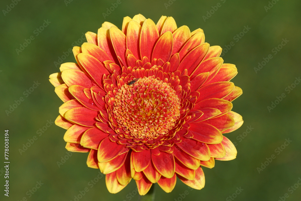 Yellow orange red gerbera flower isolated on green background of a Dutch garden. With some rain drops and a small fly. Yellow orange red gerbera flower isolated on green background of a Dutch garden. With some rain drops and a small fly.
