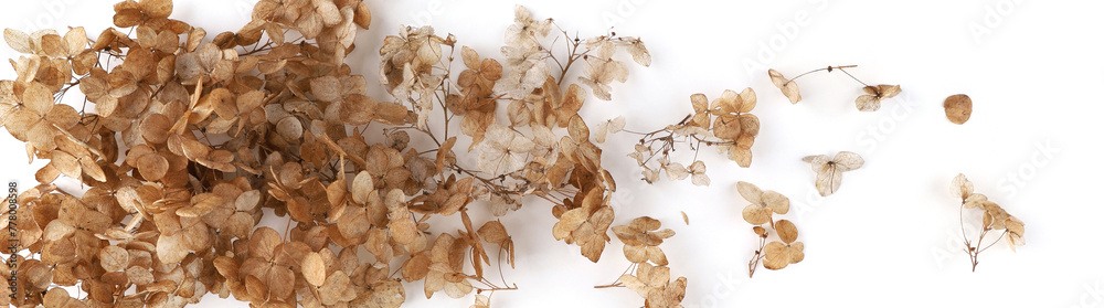 Dried flower Hydrangea isolated on white background.  Withered delicate hortensia flower.