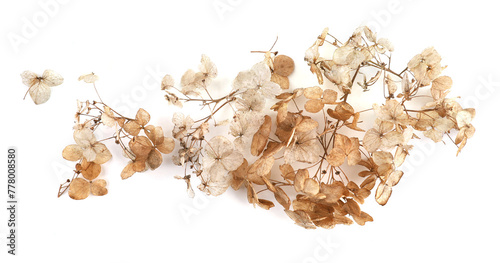 Dried flower Hydrangea isolated on white background. Withered delicate hortensia flower.