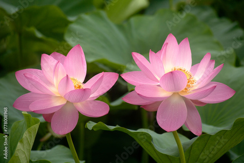 pink lotus flower