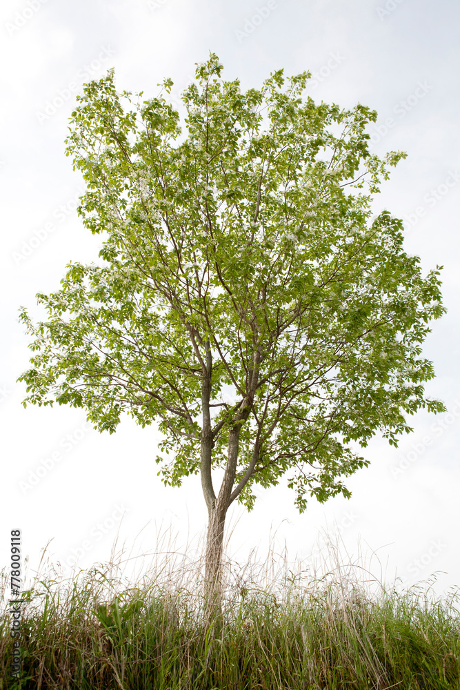 Obraz premium chionanthus retusus