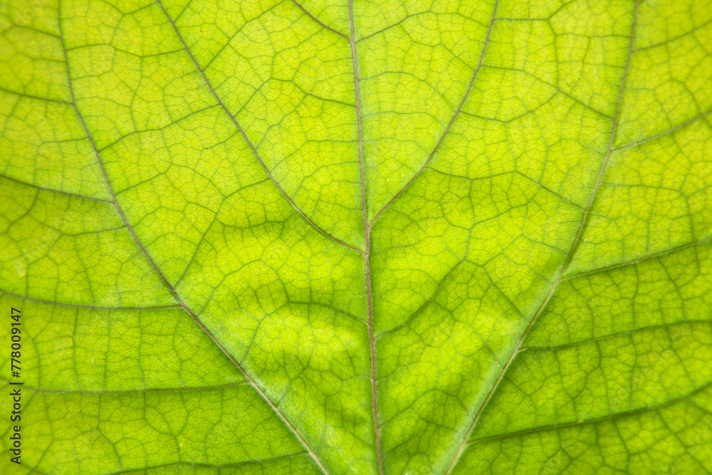 green leaf texture green leaf texture