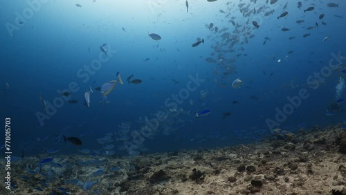 Mixed School of tropical fish over the Reef - Shots in the Southern Maldives - Trevally, jackfish, surgeon, Butterfly, blue fusiliers photo