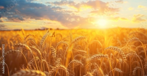 Golden Sunset: Wheat Field in the Countryside