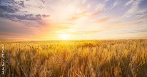 Golden Sunset: Wheat Field in the Countryside © Stock Pix