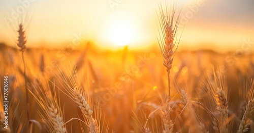 Golden Sunset: Wheat Field in the Countryside