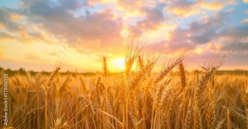 Golden Sunset  Wheat Field in the Countryside