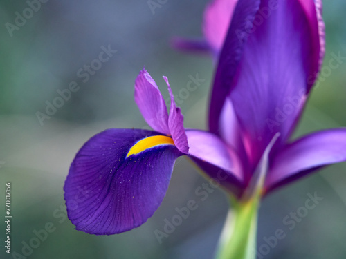 Purple lily flower. Iris filifolia