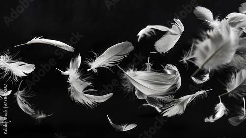 feathers on black,white duck feathers on a black isolated background,Beautiful abstract white feathers on black background, black feather texture on dark pattern, white feather background,black banner photo