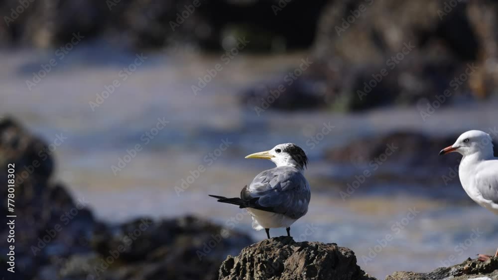 Seabirds Interacting on Coastal Rocks Seabirds Interacting on Coastal Rocks
