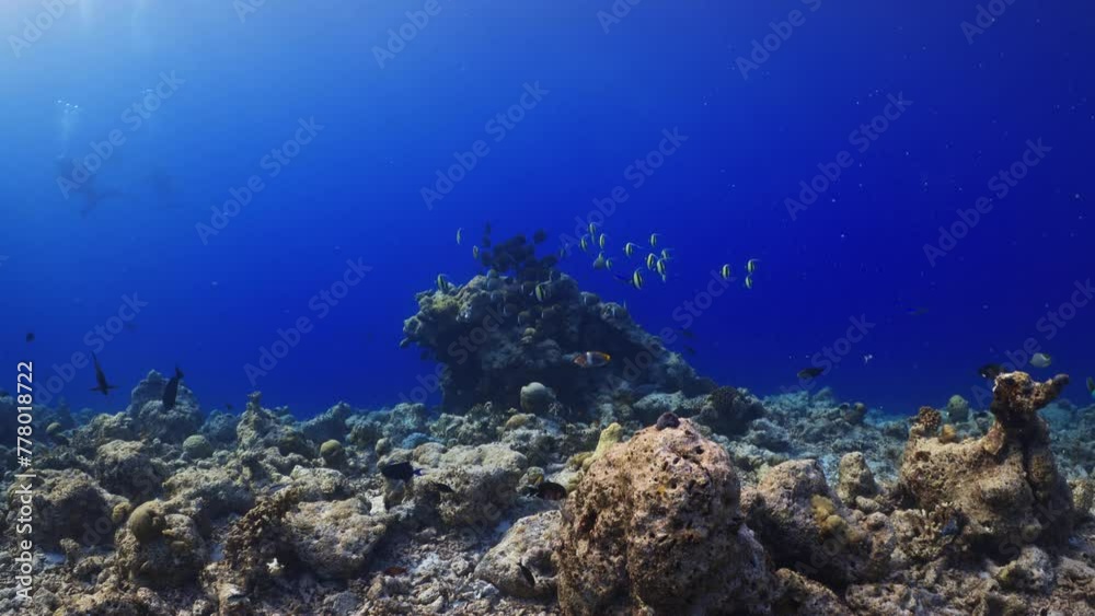 Shoal of Butterfly fish and Bannerfish - Shots in the Southern Maldives Shoal of Butterfly fish and Bannerfish - Shots in the Southern Maldives