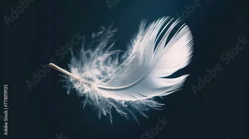 white feather on black background, white feather of a goose on a black background,White feather isolated on a black background. Close-up. Copy space. photo