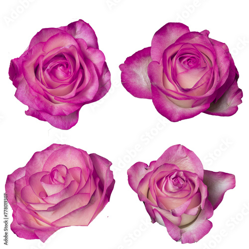 Isolated 4 fuchsia roses on a white background 