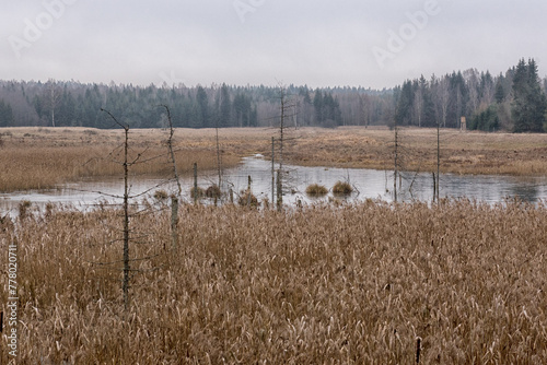 Eastern Poland / Ełckie lake district / wild Poland Polska wschodnia/ Warmian-Masurian Voivodeship/ Gołdap County/ Puszcza Romincka Landscape Park/ swamp © Adam