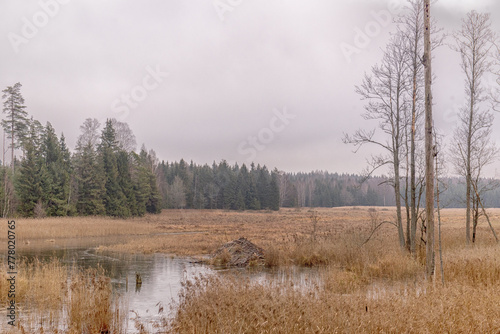 Eastern Poland / Ełckie lake district / wild Poland Polska wschodnia/ Warmian-Masurian Voivodeship/ Gołdap County/ Puszcza Romincka Landscape Park/ Beaver lodge © Adam