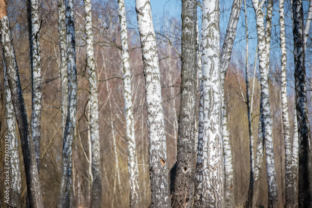 The background of a birch grove with tree trunks.