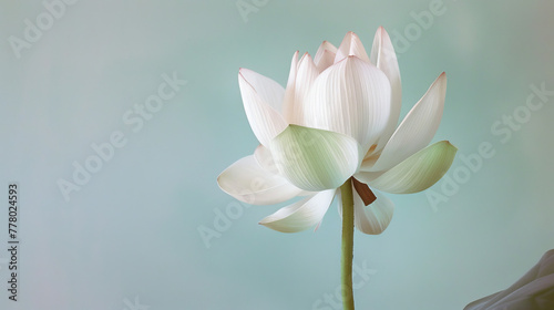 Minimalist Lotus flower on a pale green background 300 DPI