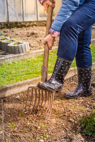 Elderly gardener digging soil with a garden fork to cultivate soil ready for planting, spring gardening