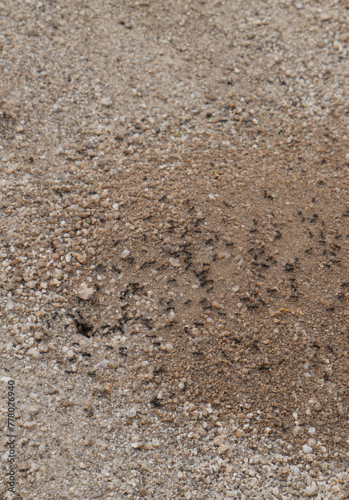 Ant colony in its natural habitat. Ant colony in its natural habitat.