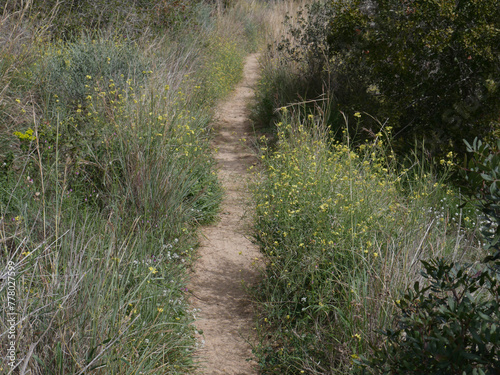 Forest path, vegetation in the contour.