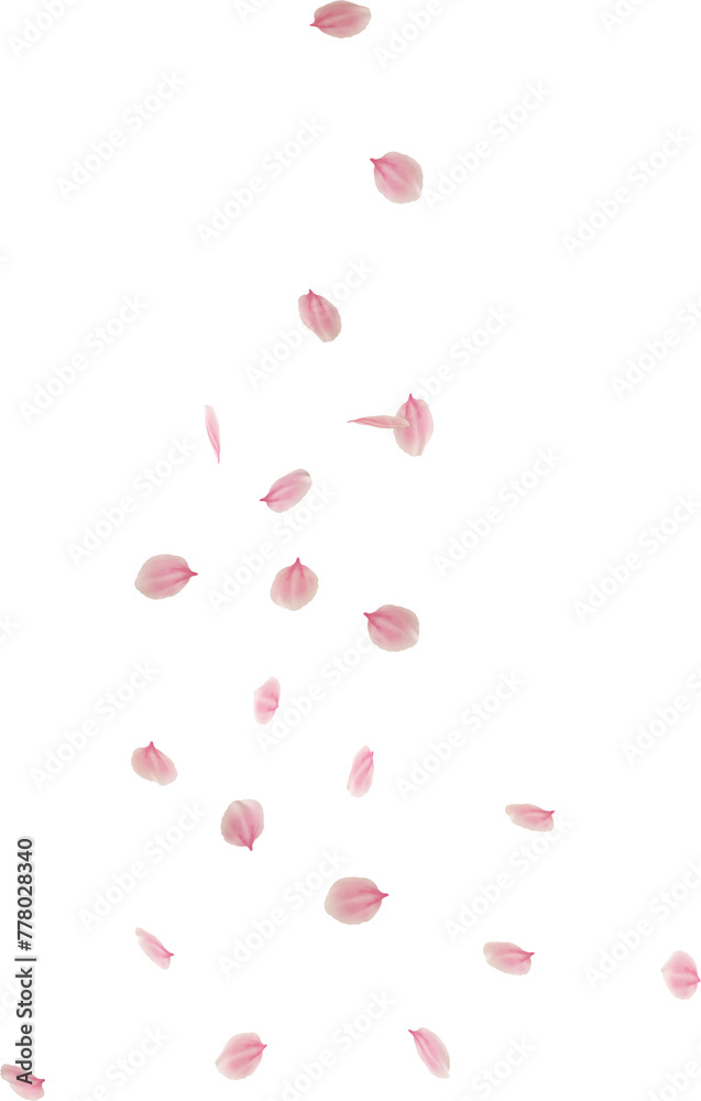 falling cherry blossom flower petal