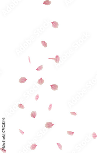 falling cherry blossom flower petal